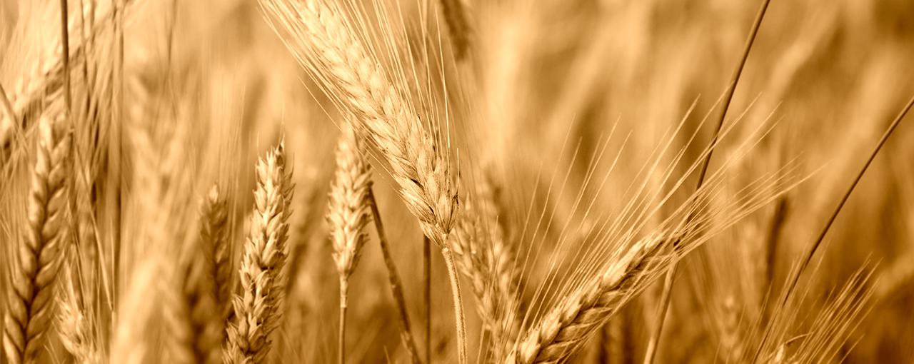 Fixed Grade Contracts hero