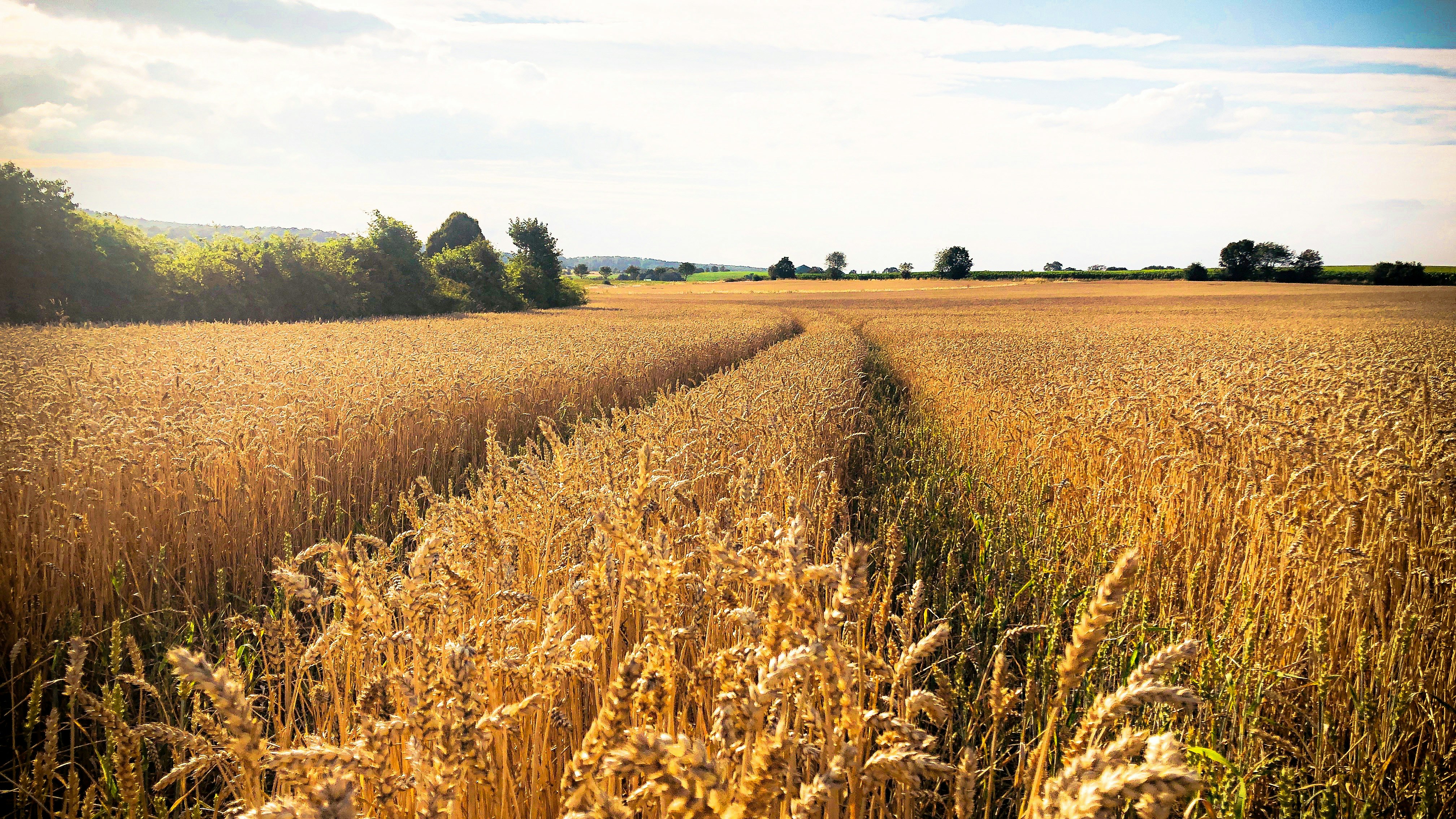 Wheat_150724