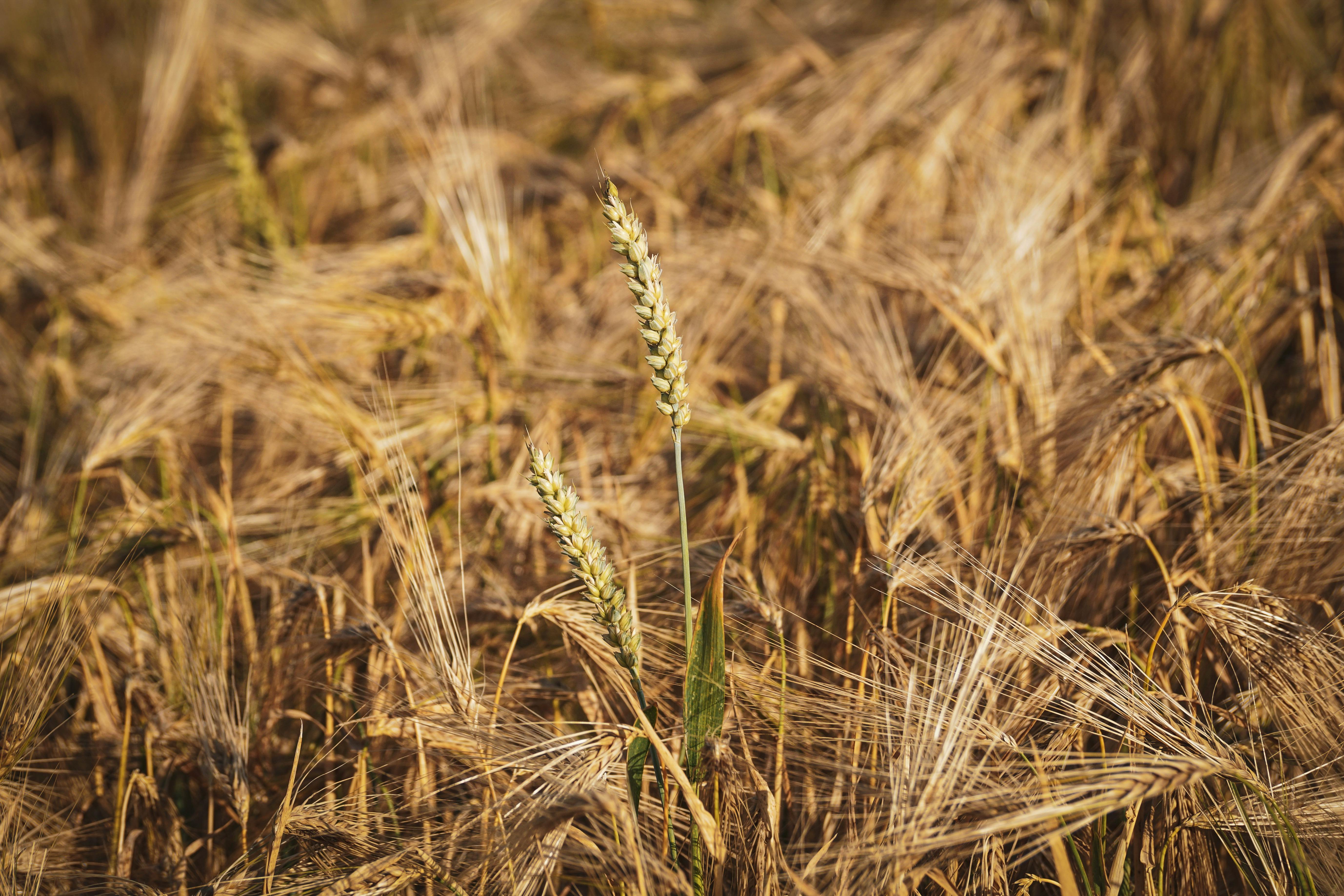 Crop_050824
