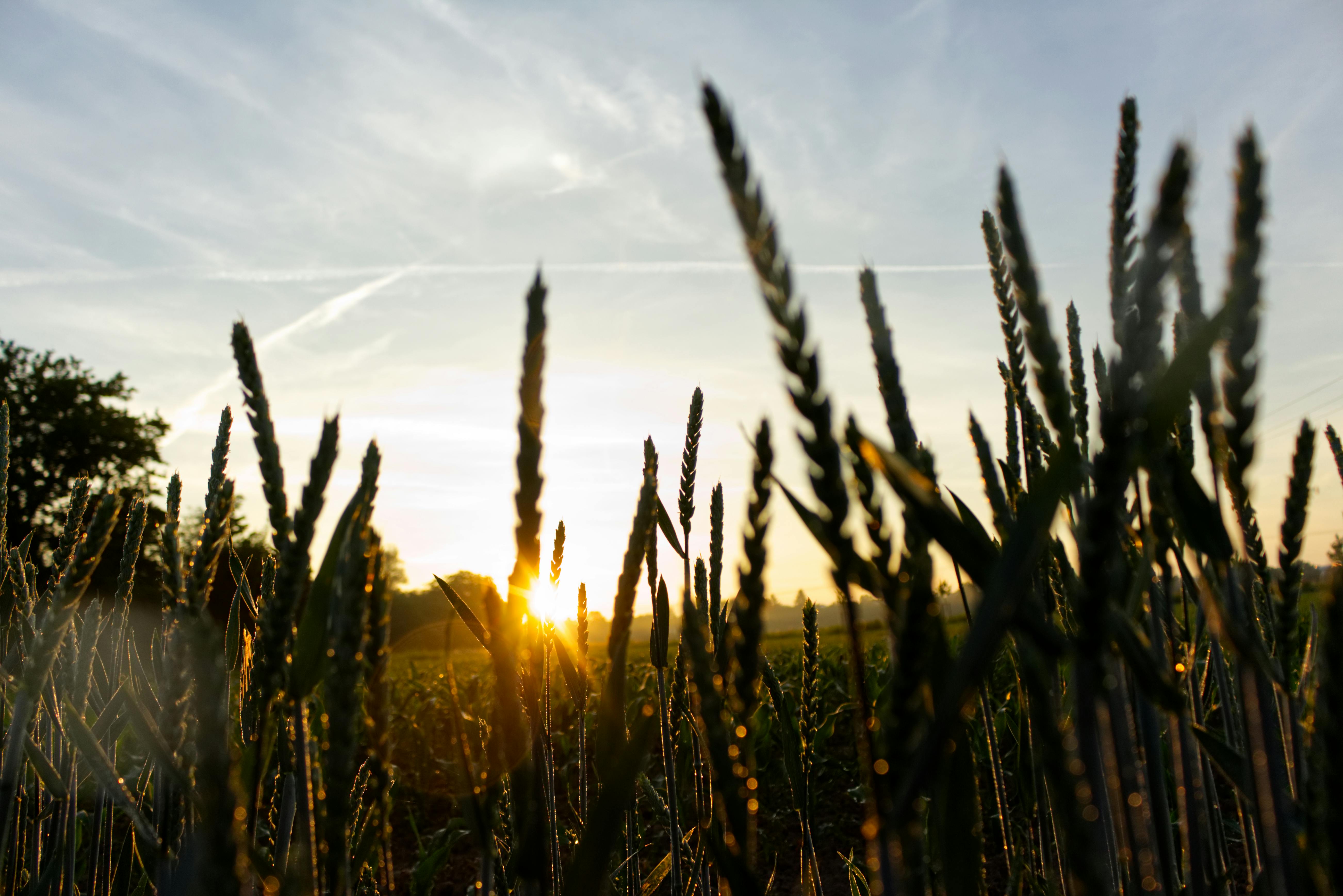 Grain_090924