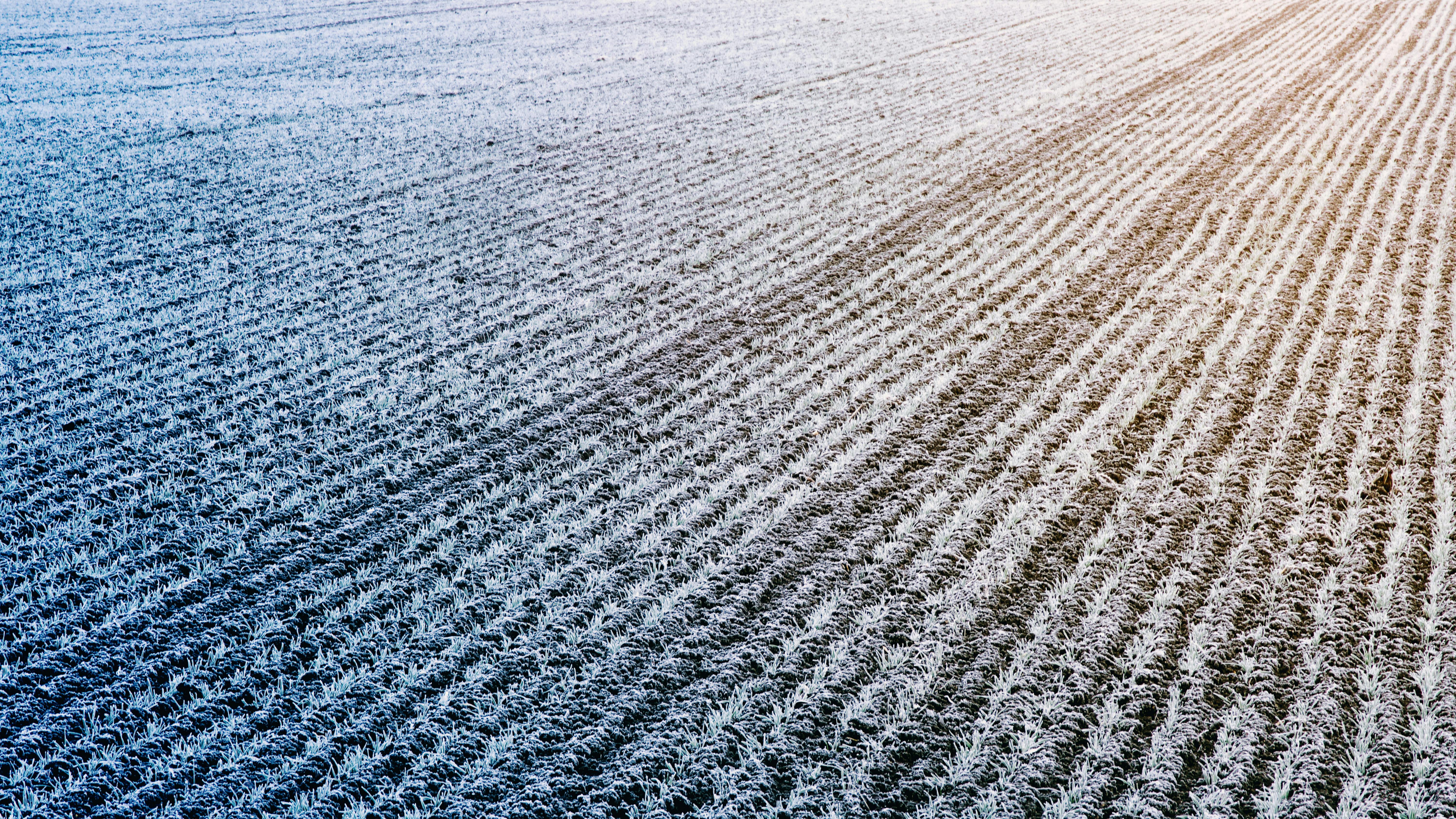 Frost 230924
