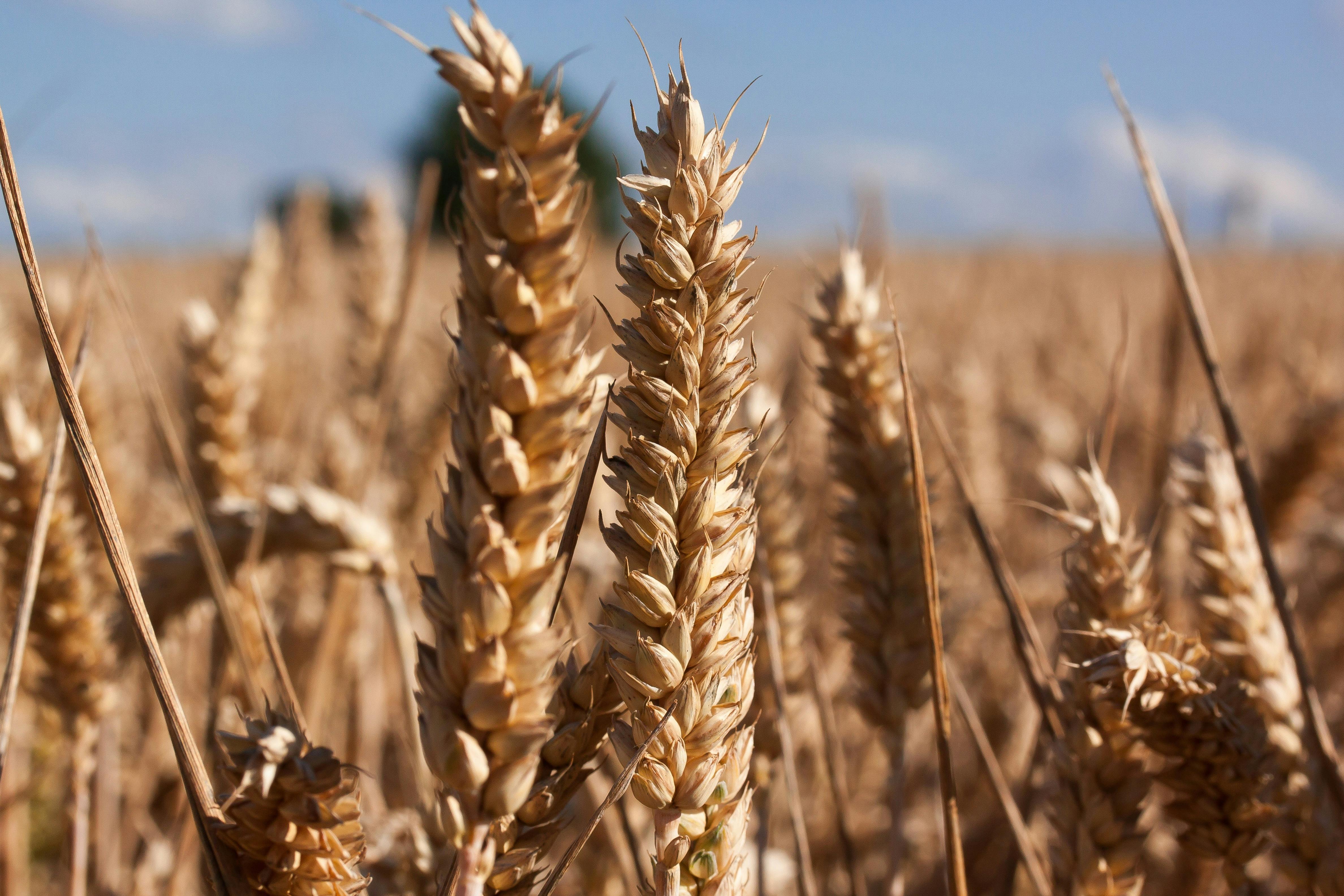 Grain_030225