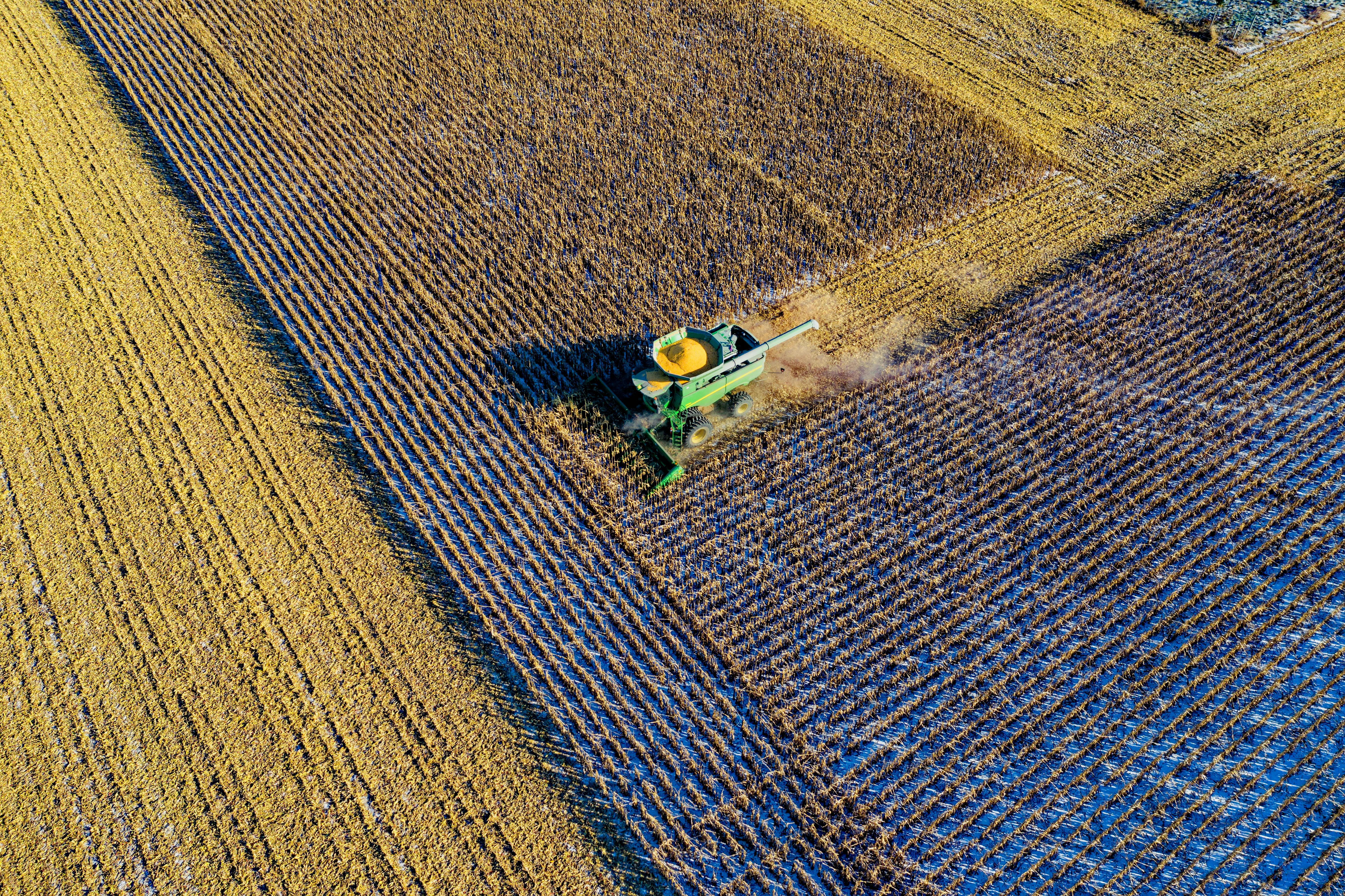 Sorghum Harvest_100225