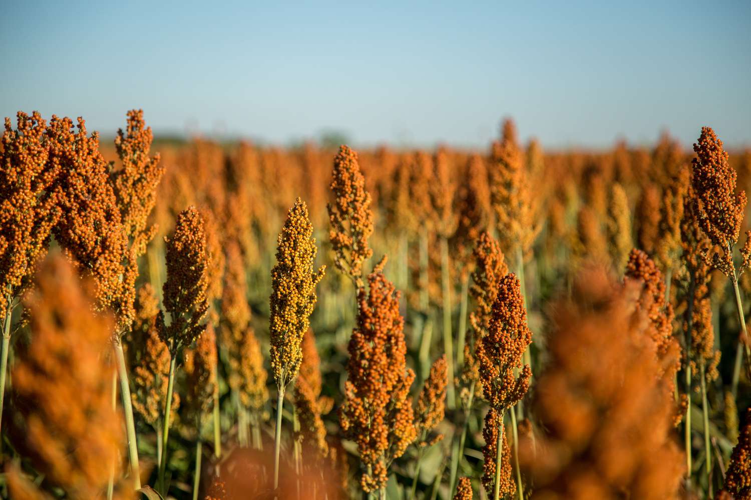 Sorghum_170225