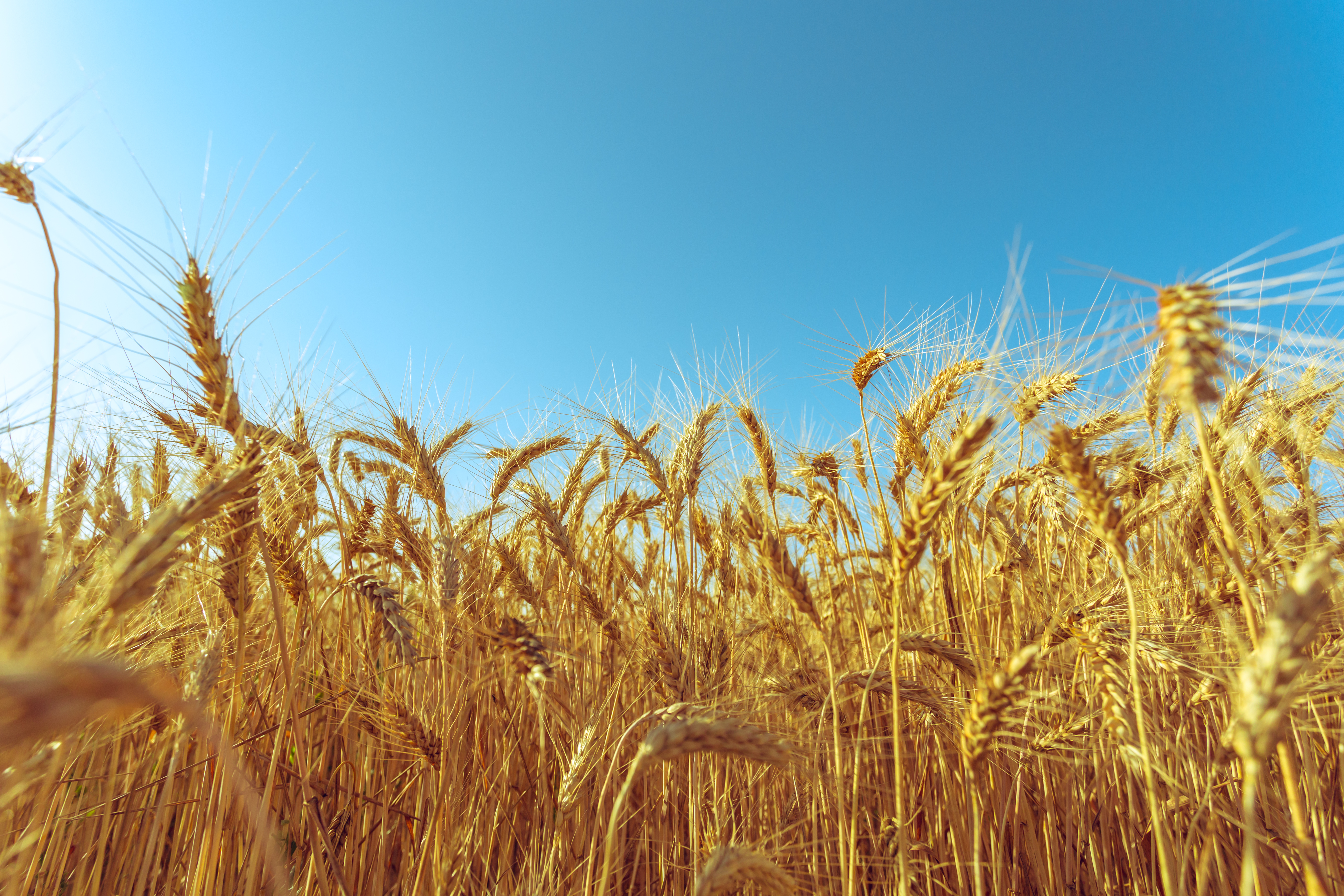 Grain_240225