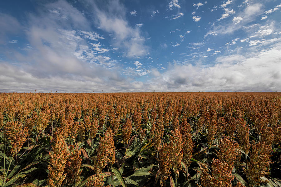 Sorghum_170325