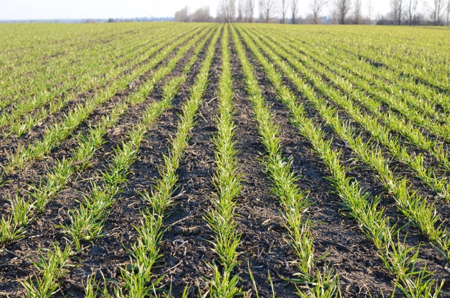 Seeding_280425