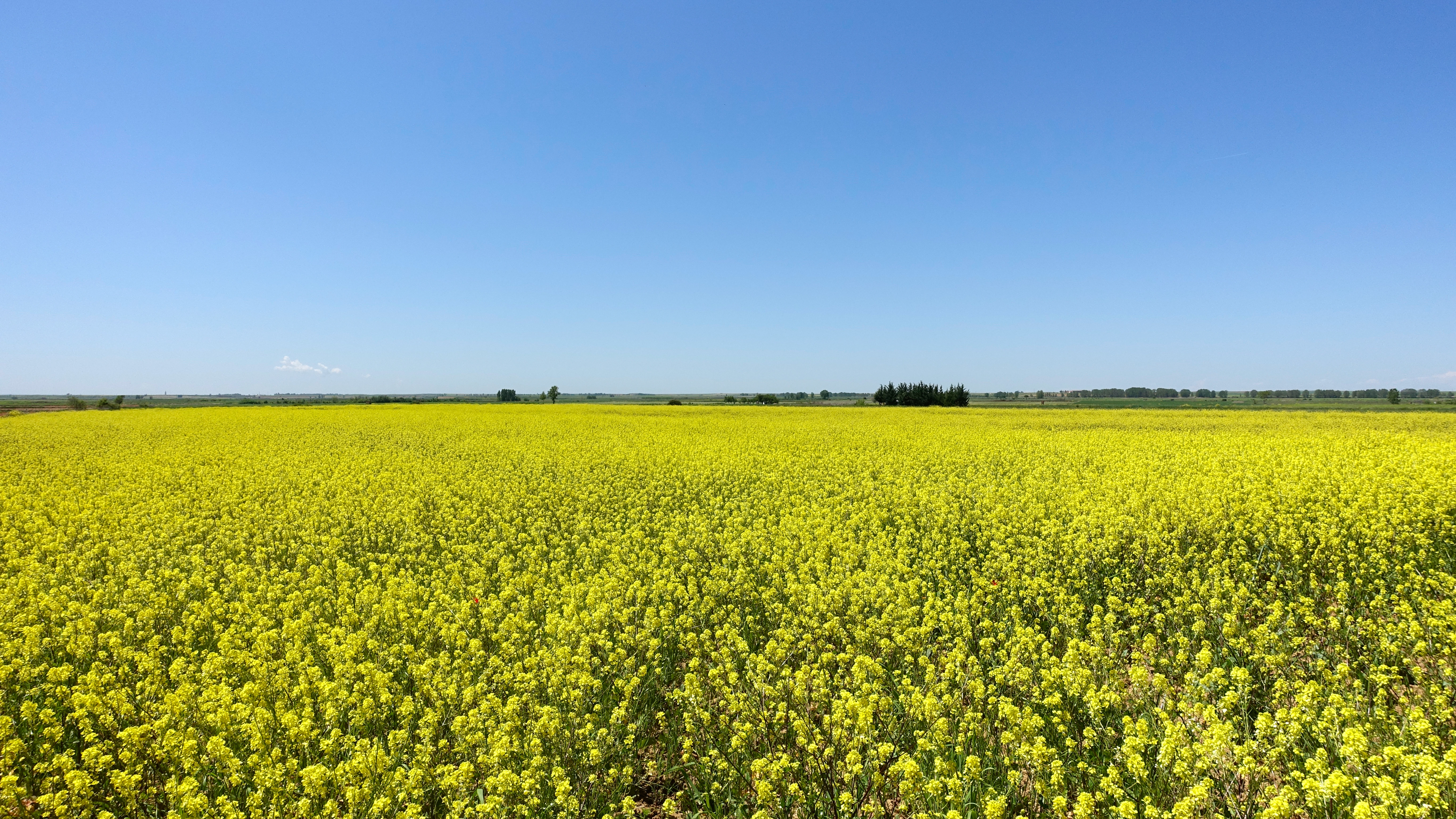 Canola_230625