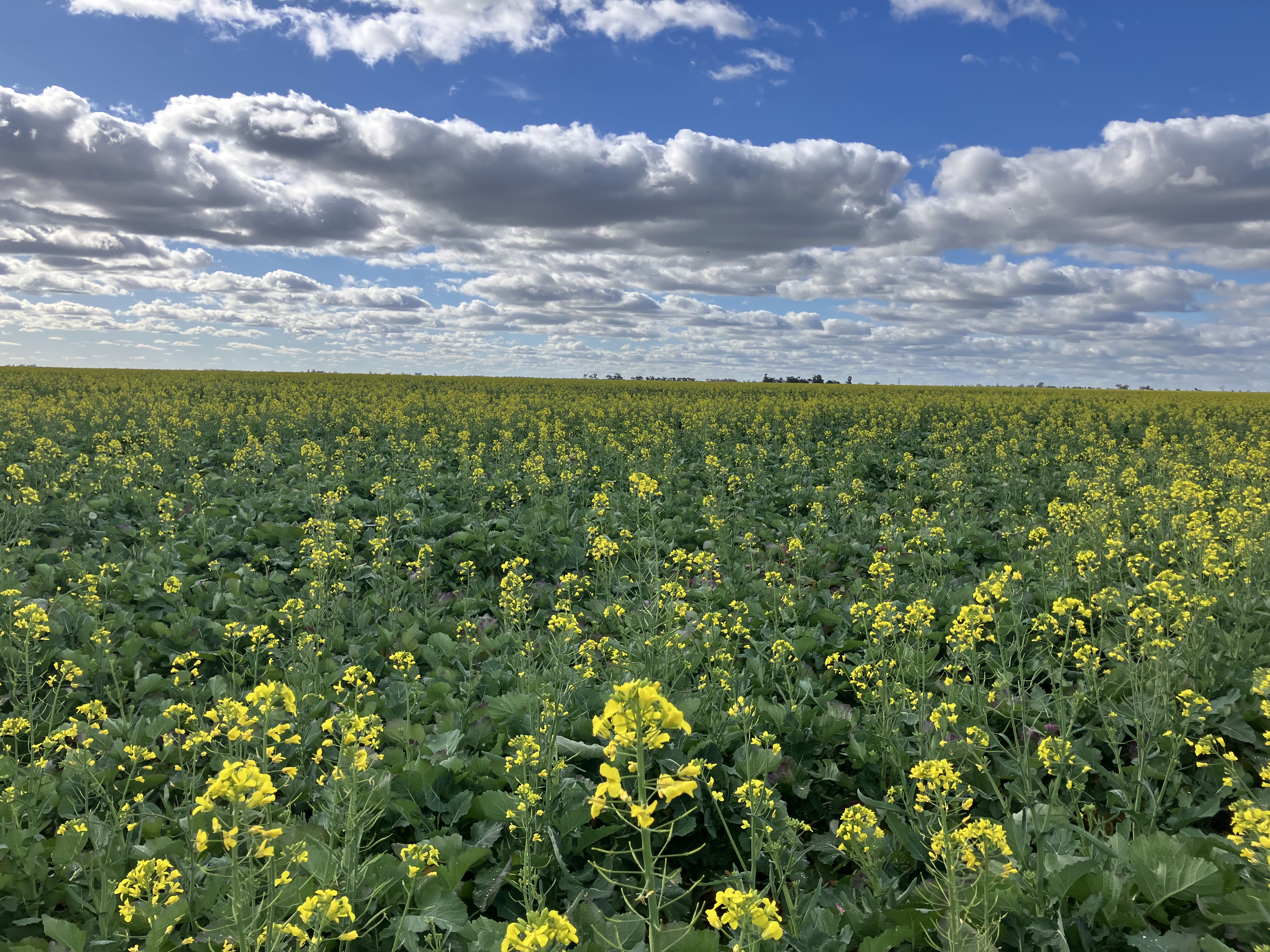 Canola landscape