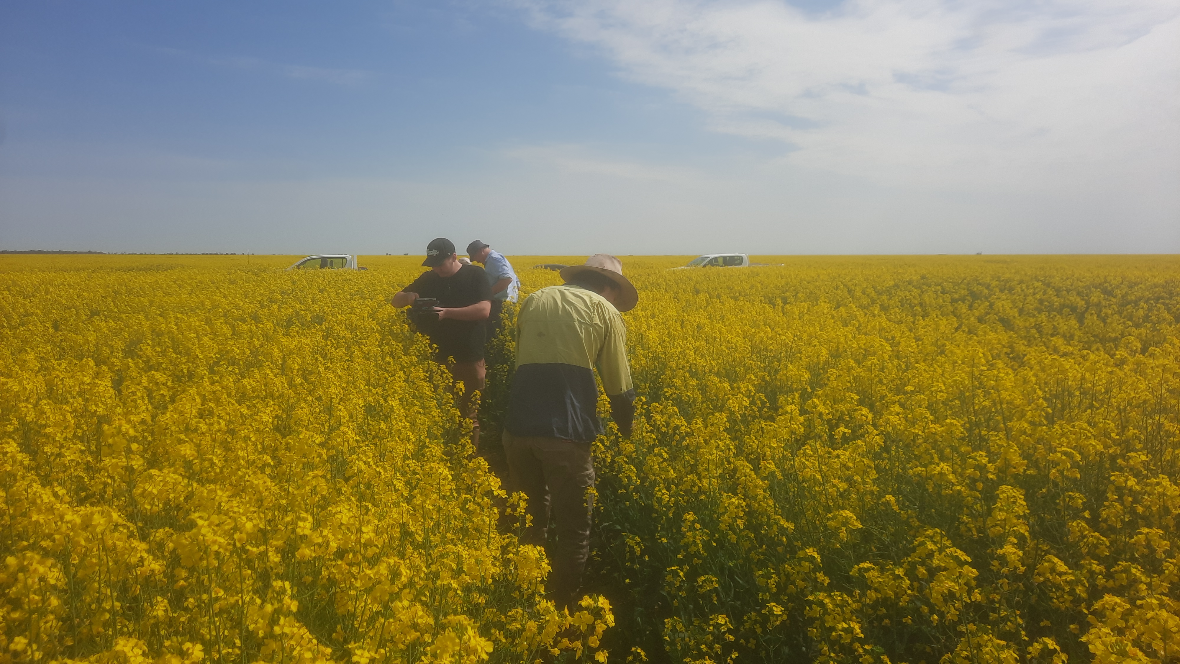 Canola_180925