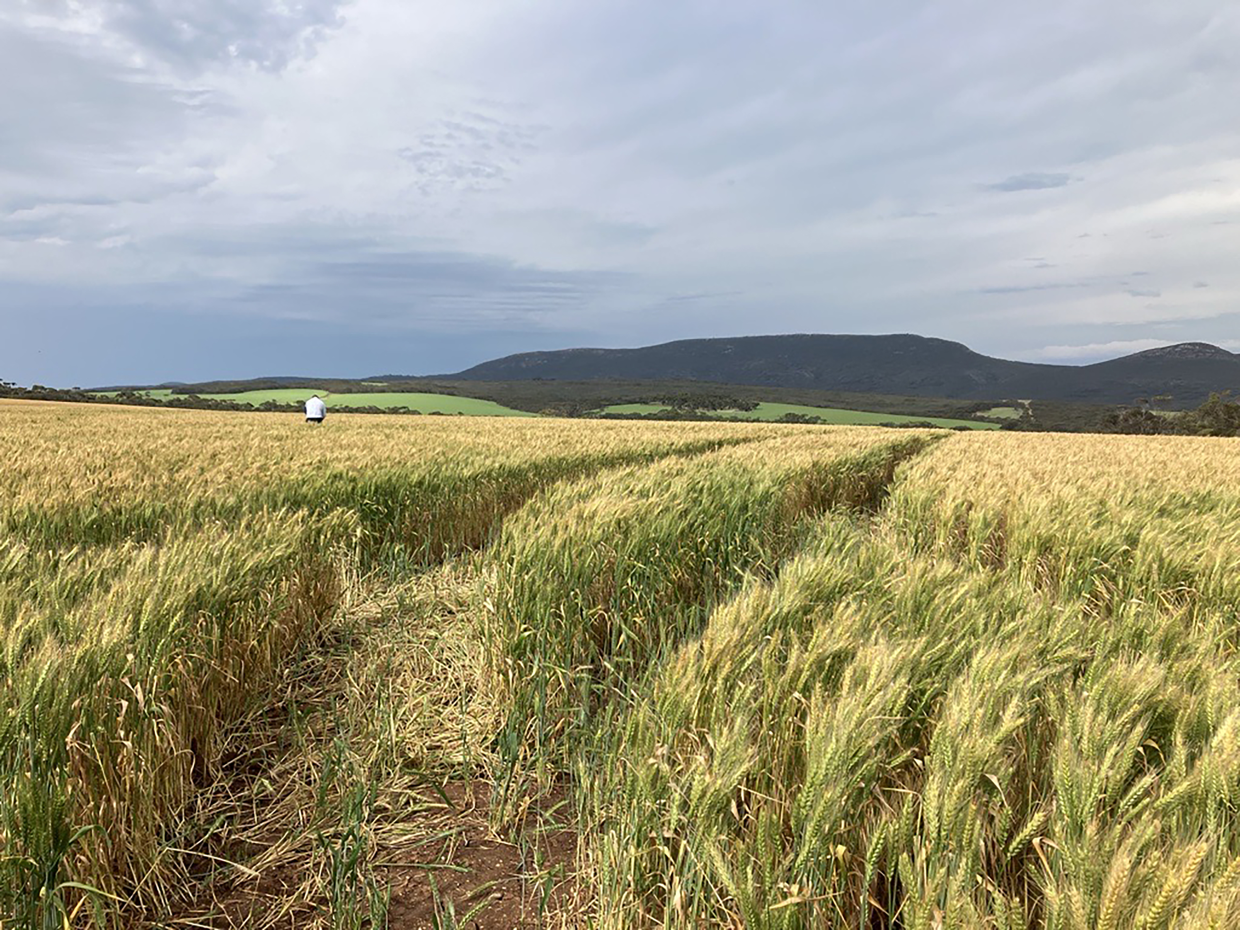 Harvest_101125