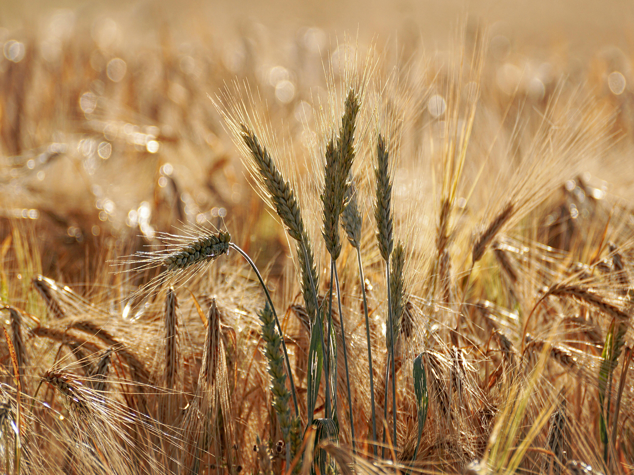 Wheat_GMT