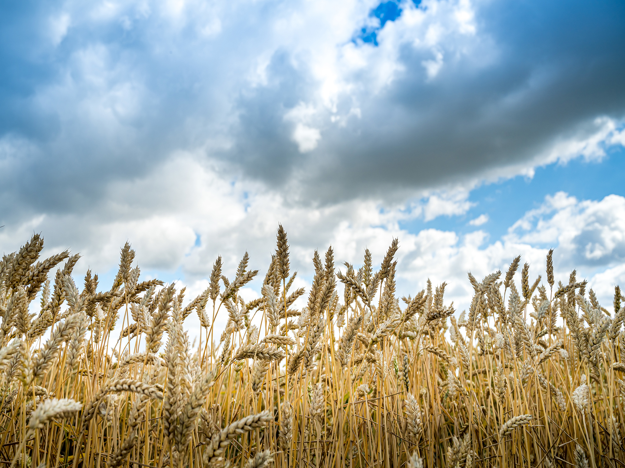 Grain_GMT_181125