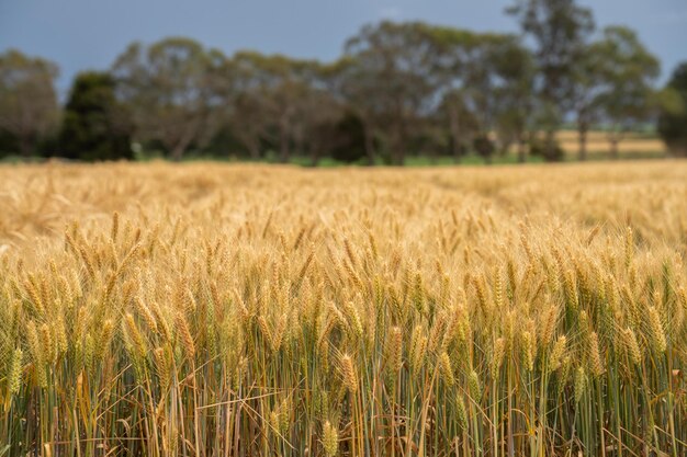 Grain_081225