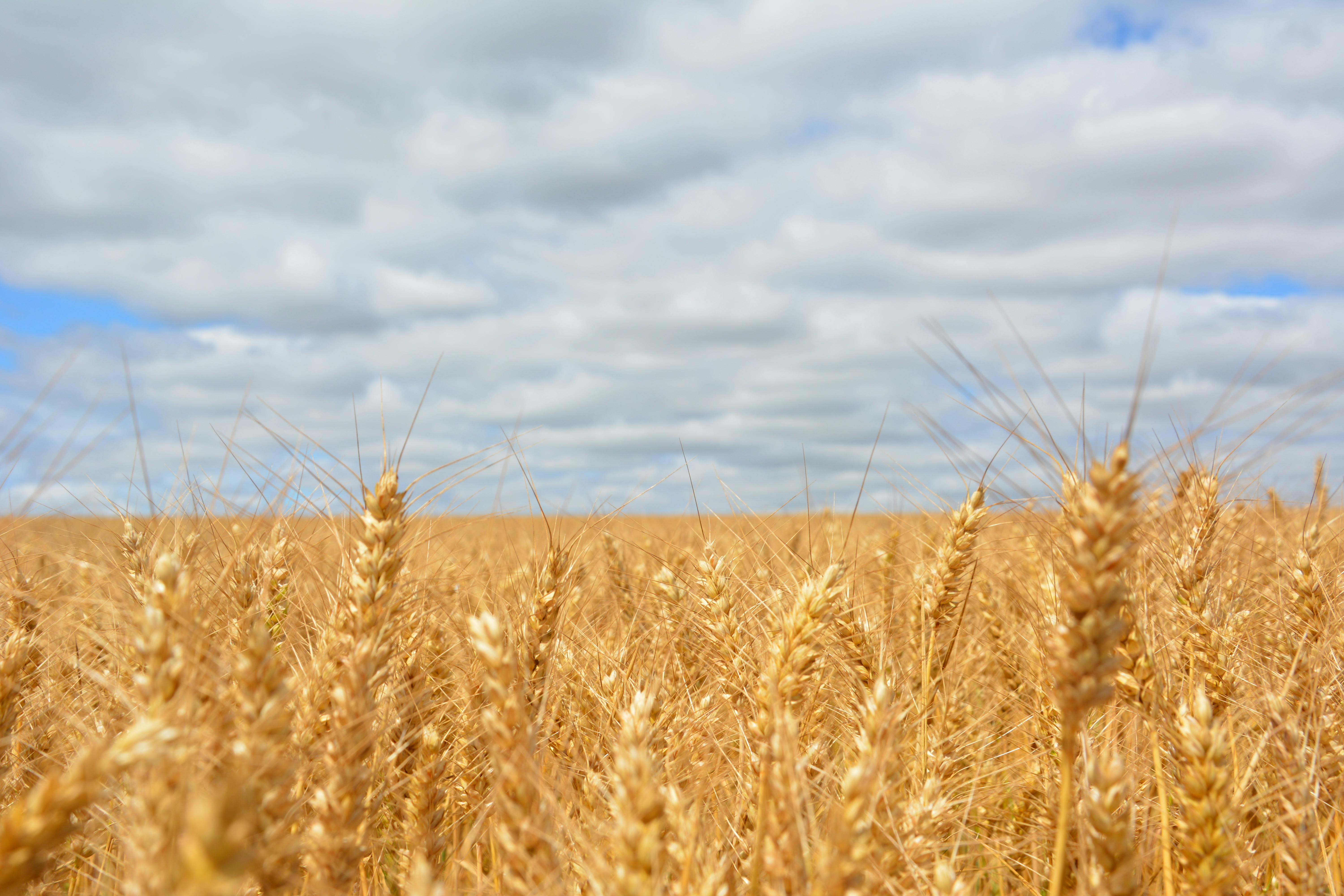 Wheat_020226