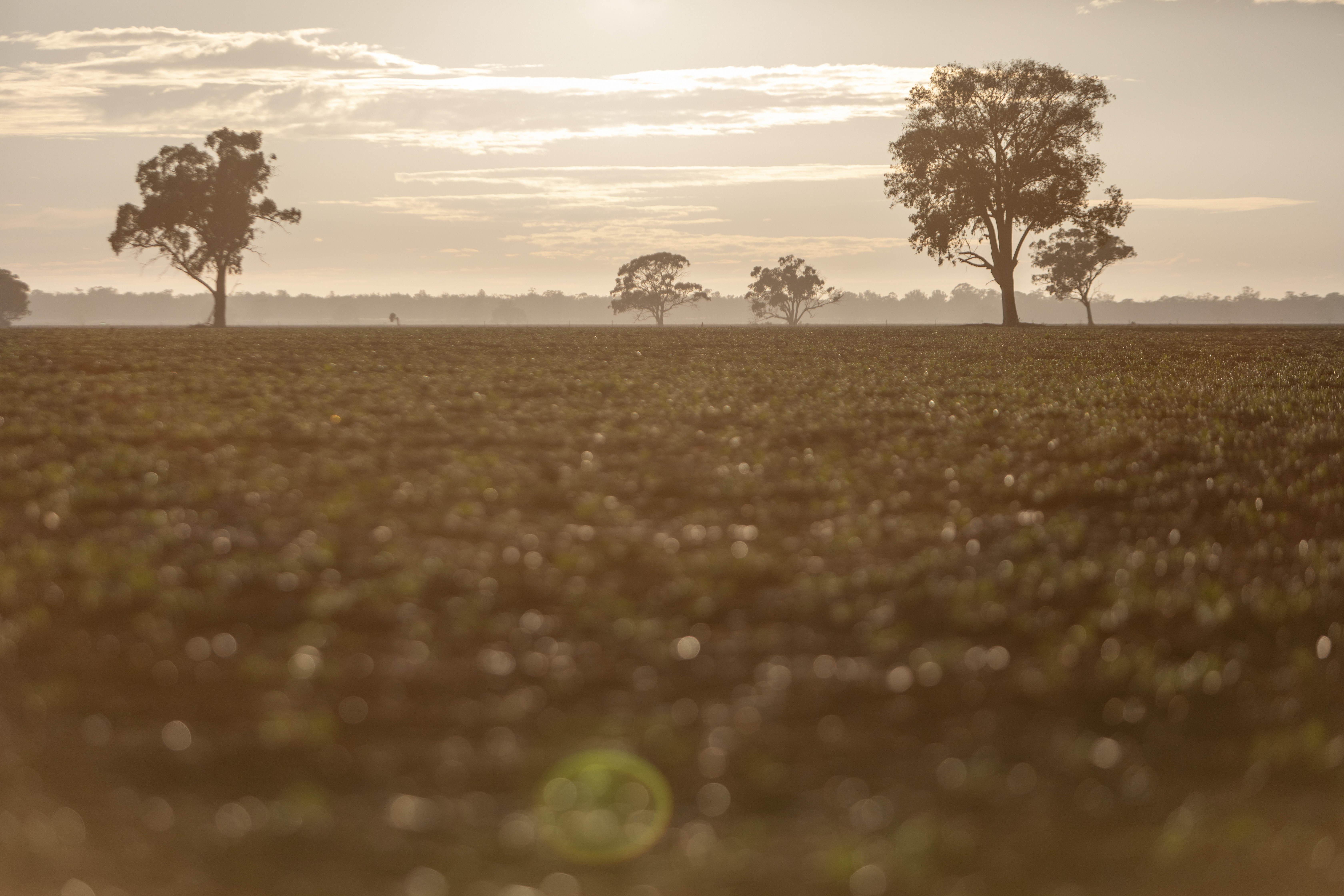 Crop_200426